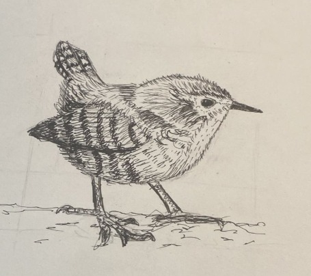 Bird drawing